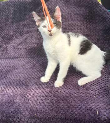 Kittens for sale