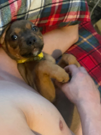 Rottweiler cross boxer
