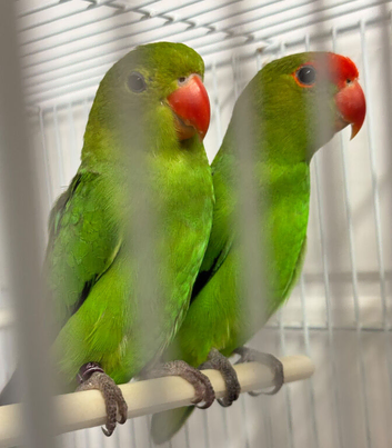 Pair abyssinian love birds