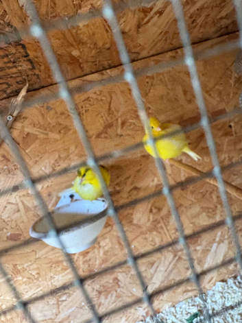 i&rsquo;ve got breeding pairs here