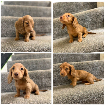 KC 2 Mini long hair dachshund puppies
