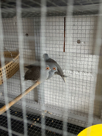 Diamond doves