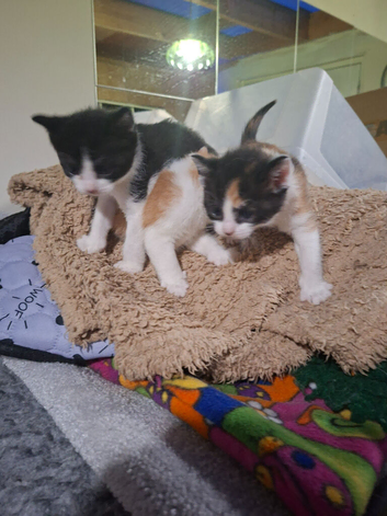 Sphynx cross kittens