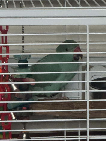 Young ringneck male