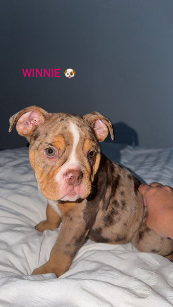 6 month English bulldog