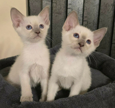 Pure lilac siamese male kittens sparkling blue eyes