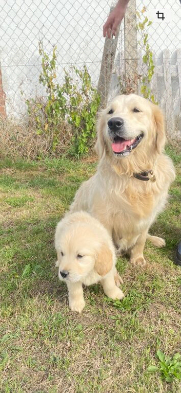 Golden retriever puppies