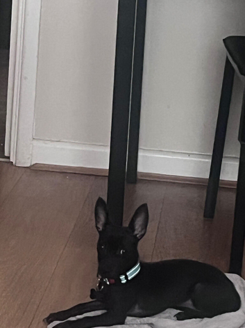 Black male chihuahua