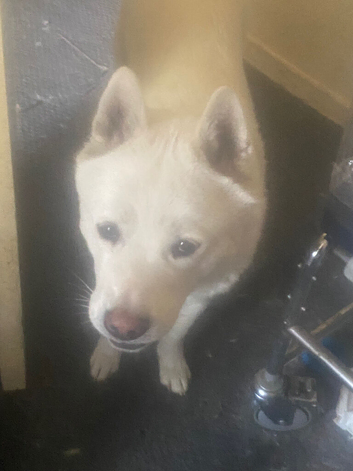 Akita