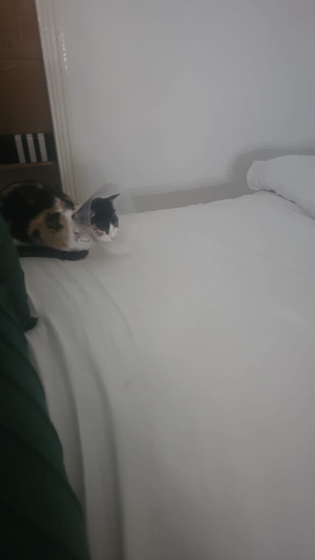 I need to rehome my cats cinnamon and cosmic ive had tp move due to a stoke my flat is too small for them i need them rehomed asap