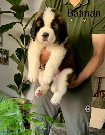 Beautiful KC registered show quality Puppies