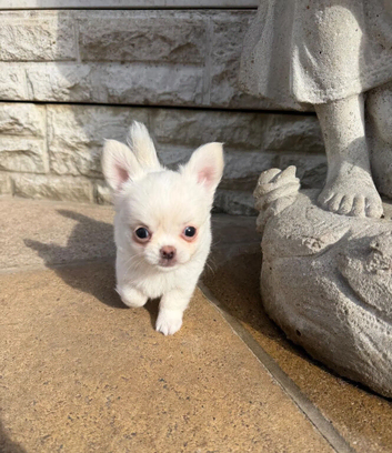 **Chihuahua Puppies &ndash; Tiny Paws, Huge Personalities**