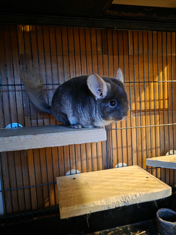 Beautiful boy chinchilla
