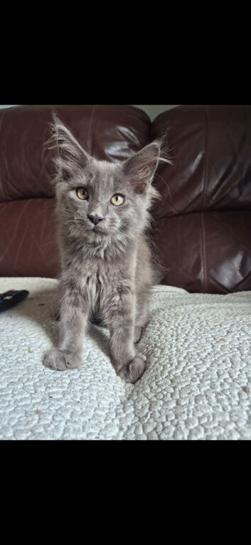 Maine coon