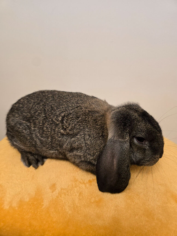 French Lop Boys