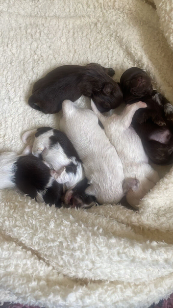 2 Beautiful Choc parti Imperial Shih Tzu bitches