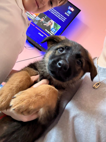 Last female German shepherd puppy