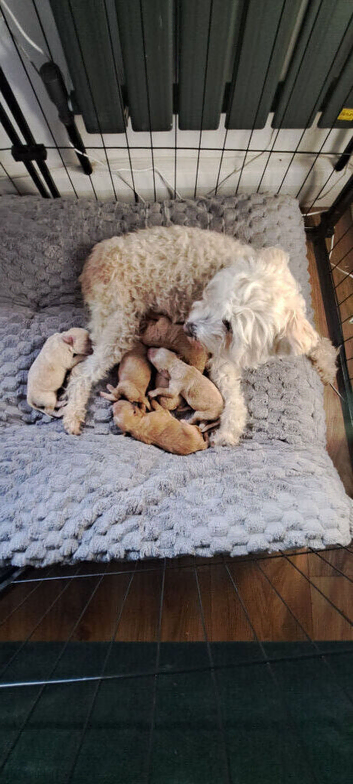 Maltipoo ready to leave in 2 weeks!