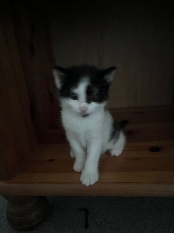 Kittens for sale