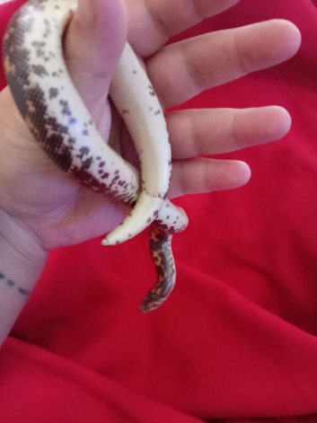 Snake