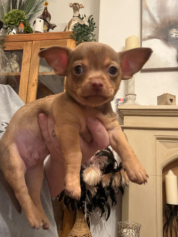 Chihuahua boy