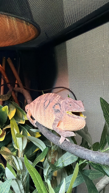 Female blue ambanja panther chameleon