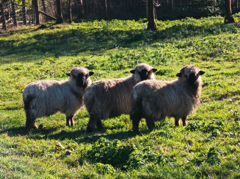 3x Vampshire lambs ( Val&iacute;as Black Nose z Hampshire)