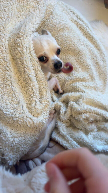 Cheap dog sitting!