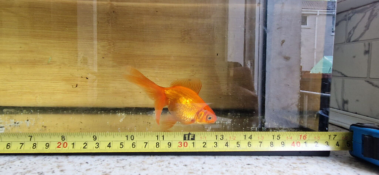 Mix fancy goldfish