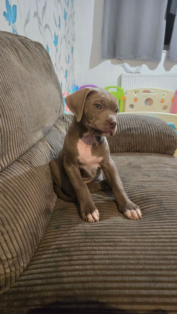 American mastiff pups
