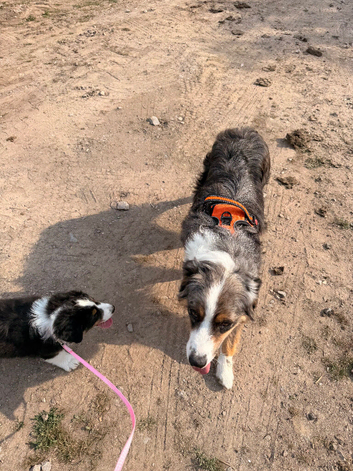 Black tri Australian shepherds for sale