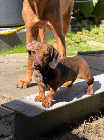 Ready to leave Brindle Mini Dachshund