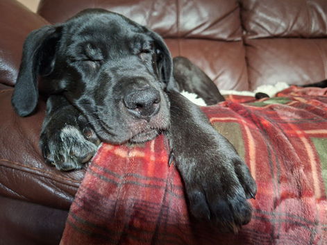 Beautiful Cane Corso Puppies For Sale