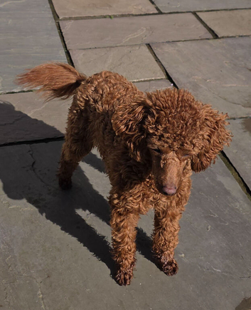 Stunning Red Toy poodle