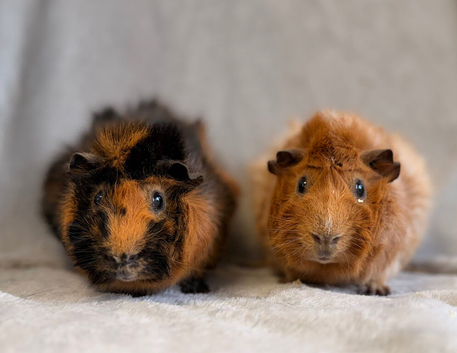 Retired Show Abyssinian Boars Looking for Their Forever Sofa
