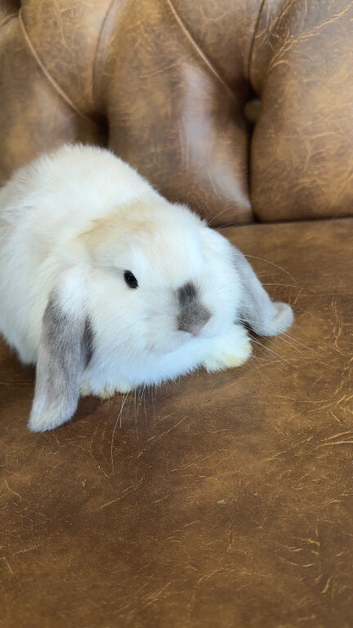 Rare colour female mini Lop