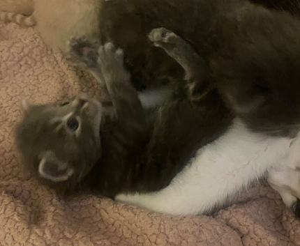 Kittens ready 3rd july