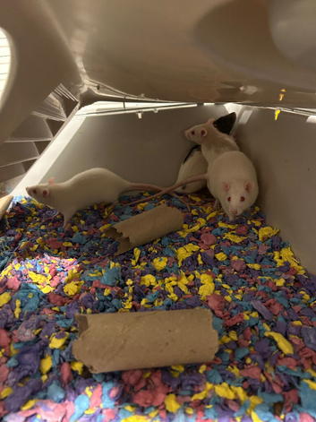 4 female rats