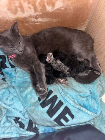 7 beautiful kittens ready in 7 weeks will be wormed , deflead and litter trained