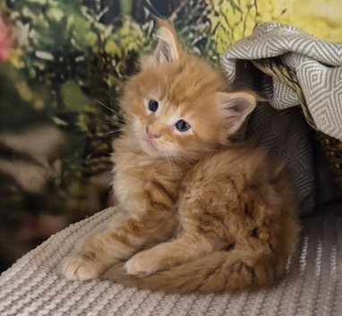 Pure Maine coon kittens