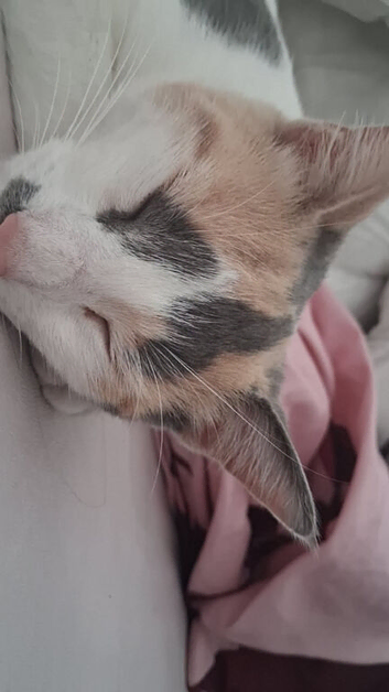 Calico female cat