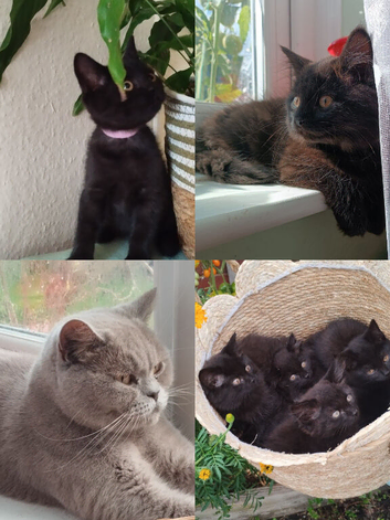 Fluffy & Shorthair British x Siberian Kittens
