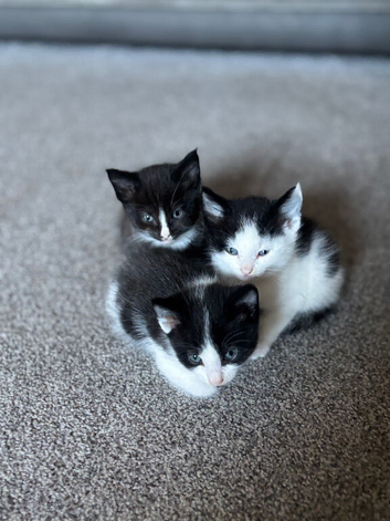 Kittens