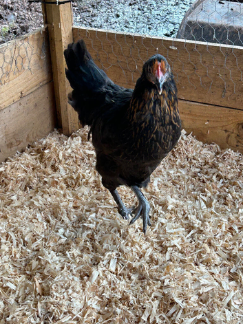 POL chickens various breeds rainbow eggers