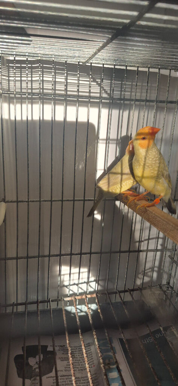 Two male star finches