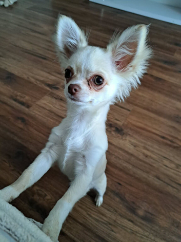 Chihuahua
