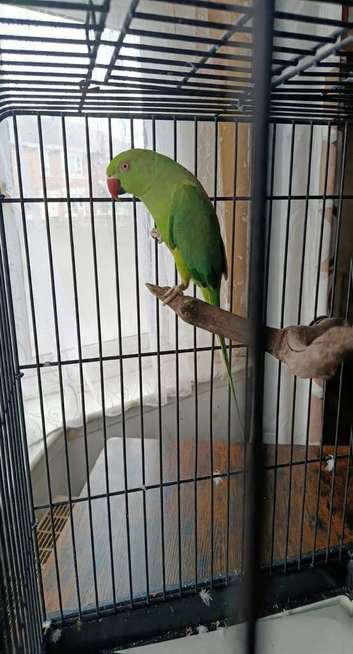 RIingneck parrot