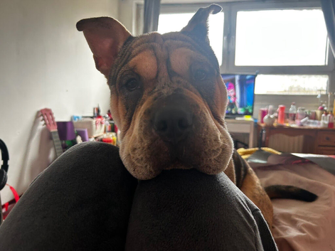 female dog