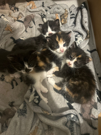 4 stunning kittens ready to go September