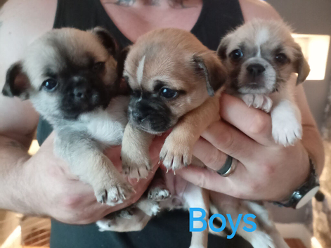 Chihuahua x Pug x Shih Tzu